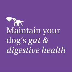 PetLab Co. Probiotics for Dogs – Pack of 1 (30 Soft Chews) – Supports Gut Health, Occasional Diarrhea, Digestive Health & Seasonal Allergies – Salmon Flavour